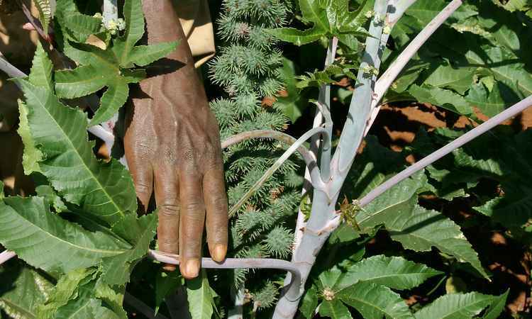 Cultivo de mamona para biodiesel definha no Norte de Minas - Divulgacao 