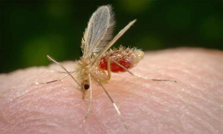 Leishmaniose volta a crescer em Minas Gerais e já matou mais que dengue - Reprodução internet/Wikipédia