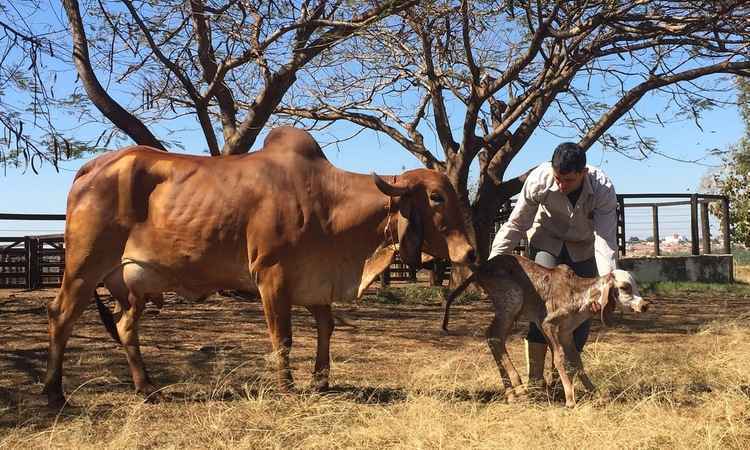 Vaca que recebe 'carinho' dá mais leite, diz estudo - Rogério Vicentini / Divulgação