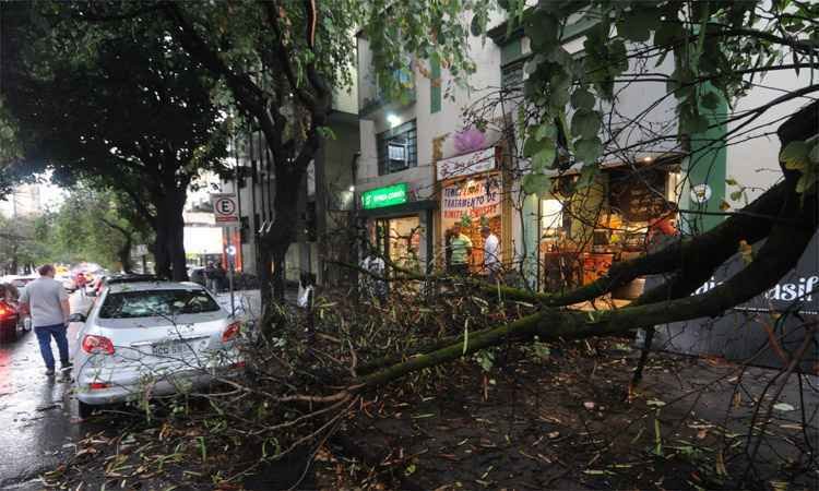 Morte de taxista durante temporal mostra fragilidades da arborização em BH - Leandro Couri/EM/DA Press