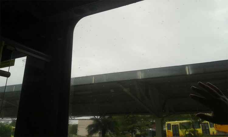 Vídeo mostra ônibus do Move infestado de pernilongos em Belo Horizonte  - José Miguel da Silva/Divulgação