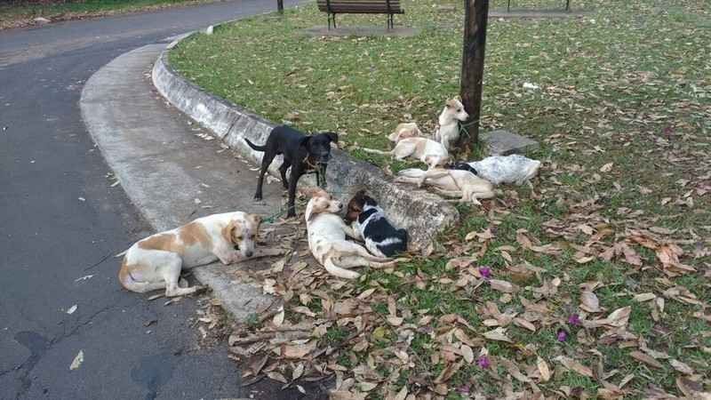 Nove cães são amarrados em poste e um deles morre enforcado  - Facebook/Reprodução