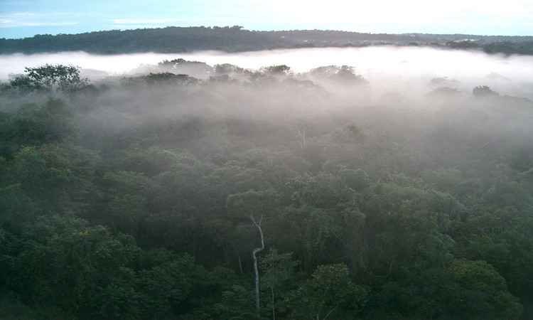 Cortes na preservação ambiental são novo predador da Amazônia brasileira - Gustavo Marcondes/CB