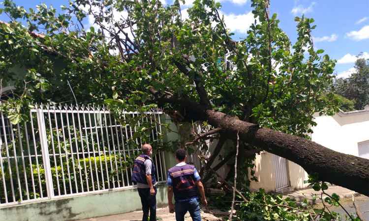 Árvore cai, fecha rua e atinge telhado de casa no Carlos Prates  - Defesa Civil/Divulgação