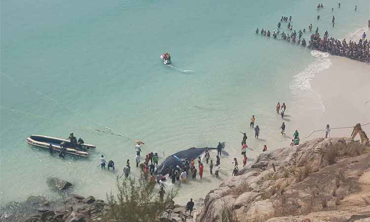 Mutirão consegue devolver ao mar baleia que encalhou na Região dos Lagos - Reprodução/Facebook/Arraial do Cabo RJ