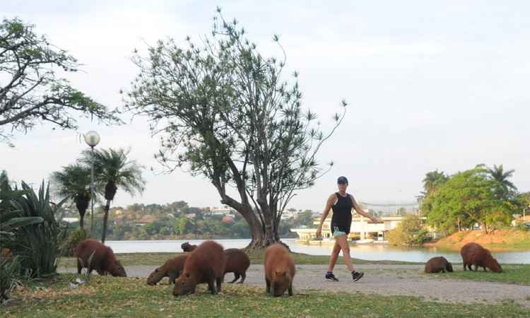 Após nova morte por febre maculosa, medo volta à Pampulha - Túlio Santos/EM/DA Press