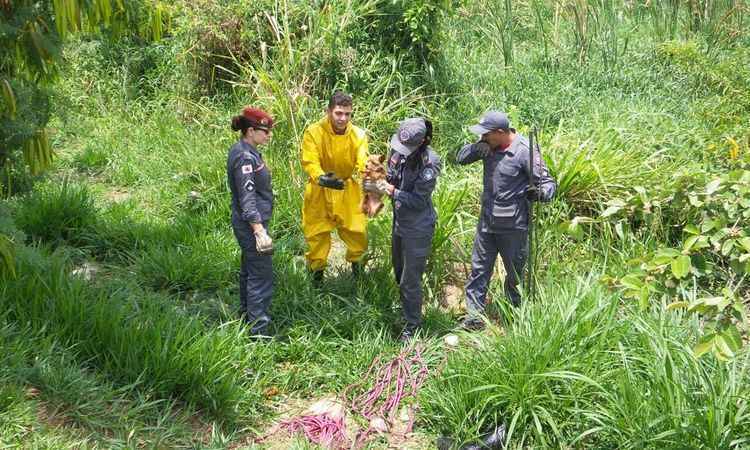 Bombeiros resgatam cachorrinha perdida na Pampulha - Gladyston Rodrigues/EM/D.A Press