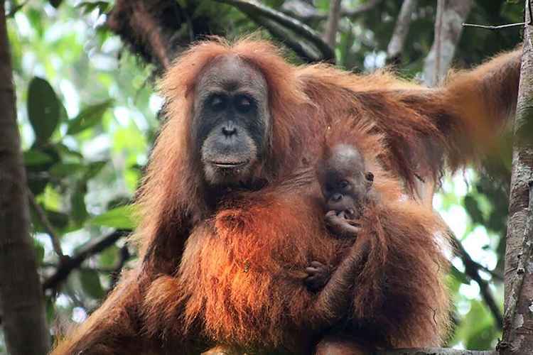 Nova espécie de orangotango é descoberta na Indonésia - SUMATRAN ORANGUTAN CONSERVATION PROGRAMME/AFP