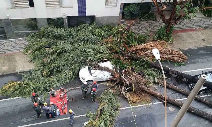 Trânsito deve sofrer alterações com o corte de palmeiras na Rua Timbiras - Gladyston Rodrigues/EM/D.A.Press