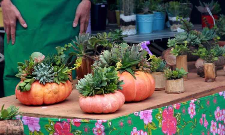 BH recebe feira de cactos e suculentas neste fim de semana; confira programação - Expo BH de Cactos e Suculentas/ Divulgação