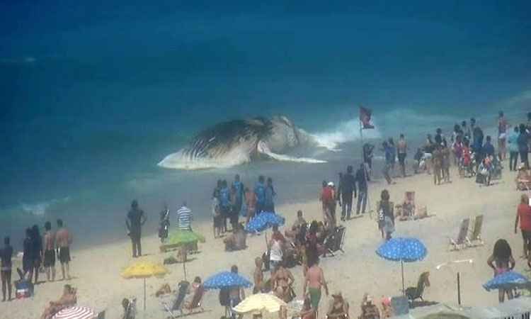 Carcaça de baleia de 30 toneladas encalha na praia de Ipanema, no Rio - Centro de Operações do Rio/Twitter 