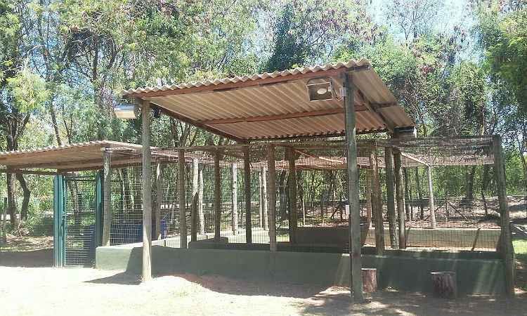 Manejo das capivaras da Pampulha começa na próxima semana, diz PBH - Jair Amaral/EM/D.A.Press