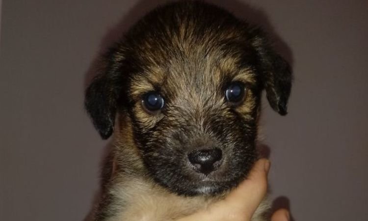 Filhotes de cães e gatos poderão ser adotados em evento no Estoril  - Sociedade Mineira Protetora dos Animais/ divulgação