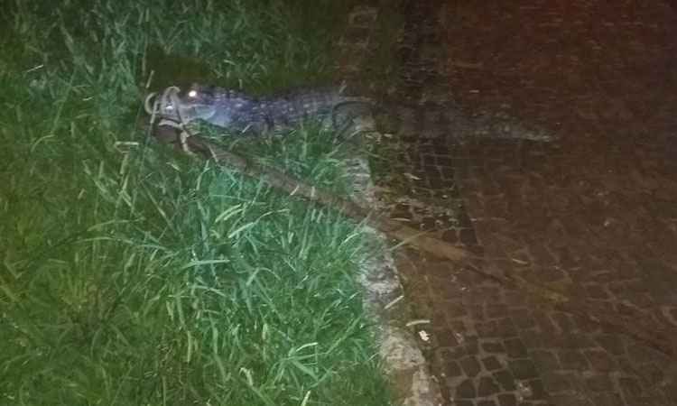 Jovem invade de madrugada zoológico para furtar jacaré - Guarda Municipal de Americana - Gama
