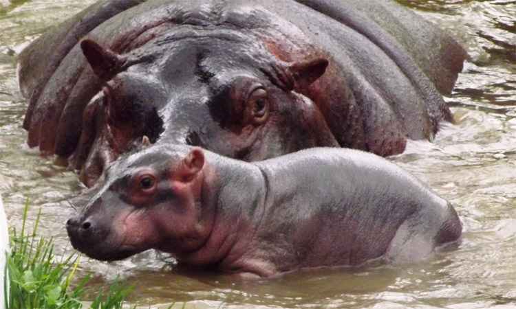 Hipopótamo nasce no Zoológico de Belo Horizonte - Suziane Fonseca/FPMZB