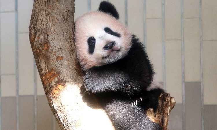 Urso panda faz estreia em zoológico do Japão - Yoshikazu TSUNO / POOL / AFP