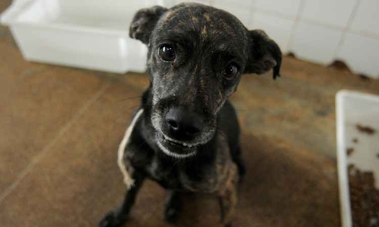 Governo de Minas regulamenta lei contra maus-tratos de animais no estado - Gabriel Jabur/Agência Brasília