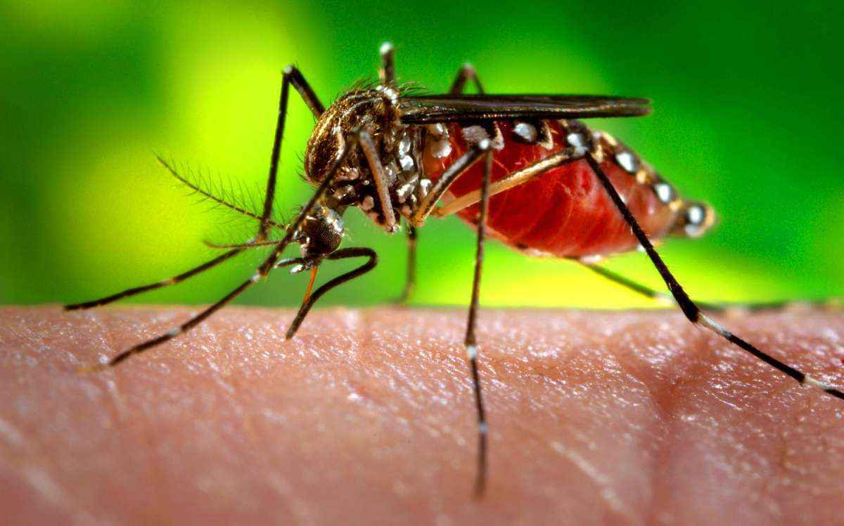 Secretaria de Saúde de Ipatinga confirma morte de morador por febre chikungunya - Ag. Para - Belem- PA