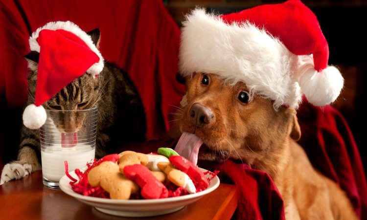 Neste Natal, nem pensar em 'presentear' os pets com chocolate ou panetone  - Grupo Ipet/Divulgação