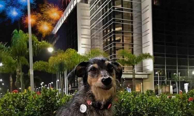 Senado abre consulta sobre lei para proibir fogos de artifício com barulho - Reprodução Facebook