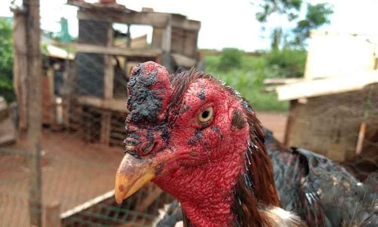 PMs apreendem 19 galos em situação de maus-tratos em rinha em Uberlândia  - PMMG/Divulgação