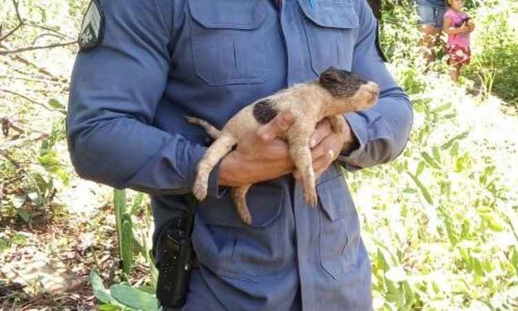 Bombeiros resgatam filhote de cachorro que caiu dentro de cisterna - Corpo de Bombeiros/Divulgação