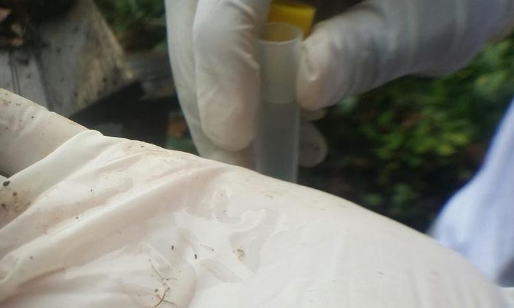 Após morte por febre amarela, agentes encontram larvas do Aedes na Grande BH - Leandro Couri / EM / D.A. Press