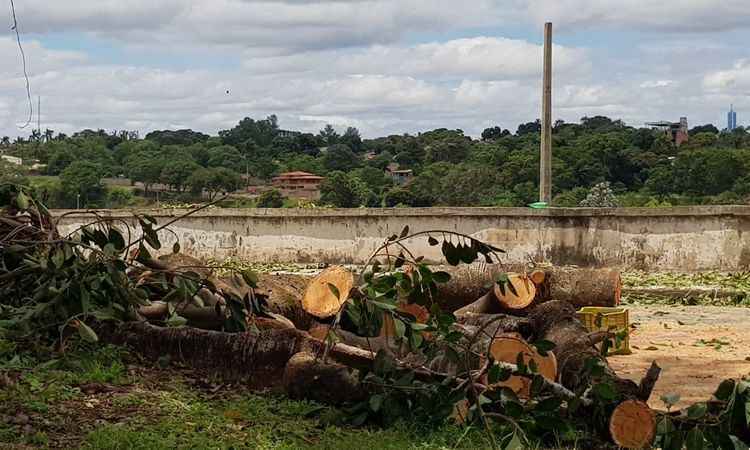 Poda inadequada de árvore às margens do Rio São Francisco causa revolta; veja vídeo - Haroldo Lage/Divulgação