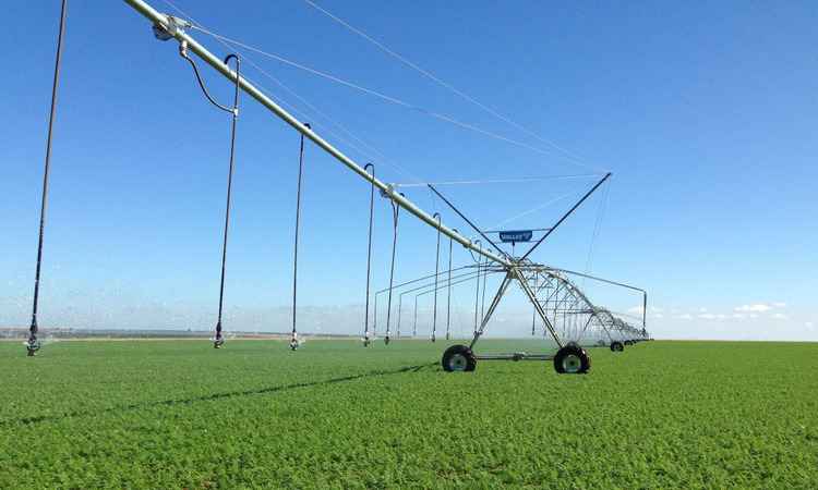 Agricultura do Norte de Minas e Alto Paranaíba tem tecnologia japonesa - Marcelo Sekita/Divulgacao