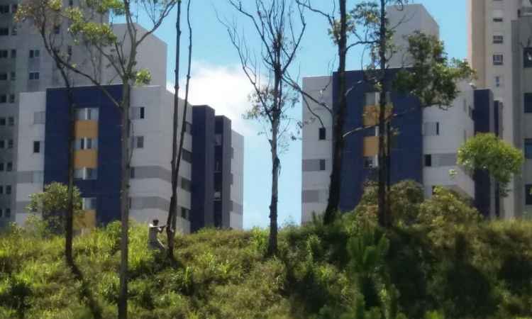 Moradores flagram corte irregular de árvores em terreno do Belvedere  - Cláudio Horta/Divulgação