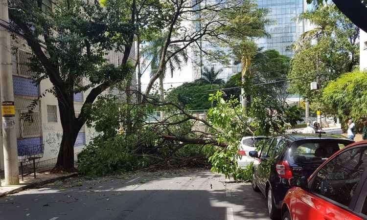 Árvore cai e interdita via no Bairro Santo Agostinho - Walter Pernambuco/ divulgação 
