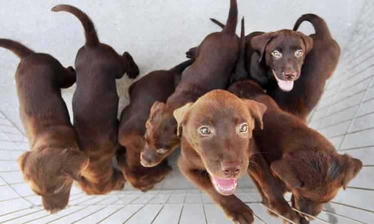 Exército promove ação com atendimento veterinário gratuito em Jaboticatubas  -  Marcelo Horn/ GERJ