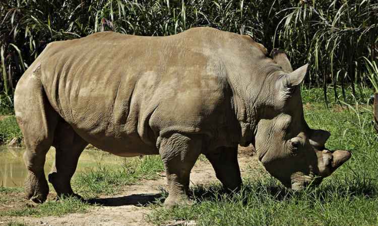 Rinoceronte Doran morre no zoológico de BH - Fundação Zoo-Botânica/Divulgação