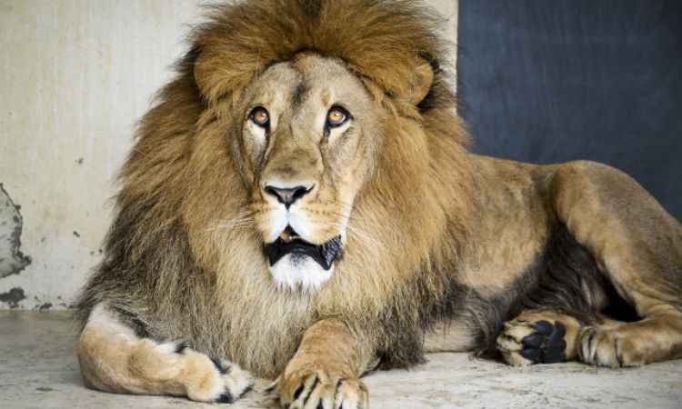 Novo morador do Zoológico de Belo Horizonte, leão africano já pode ser visitado  - Daniel Alvezs/Fundação Zoobotânica 