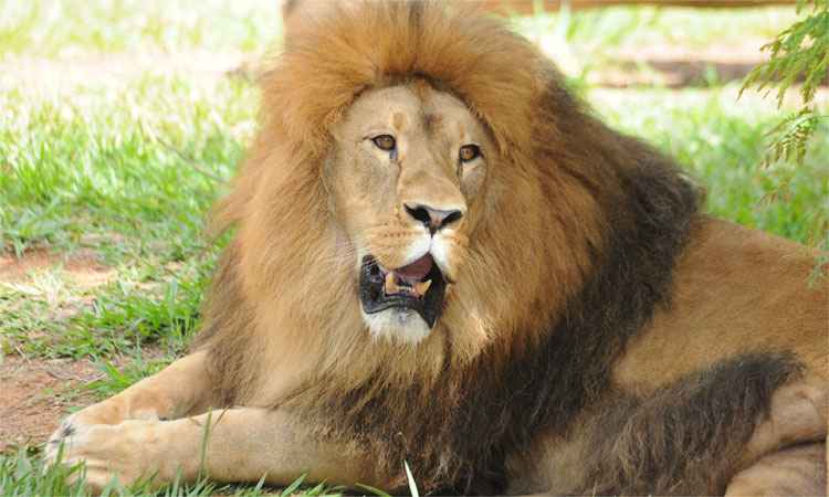 Chegada de leão africano atrai famílias ao Zoológico de Belo Horizonte - Marcos Vieira/EM/D.A Press