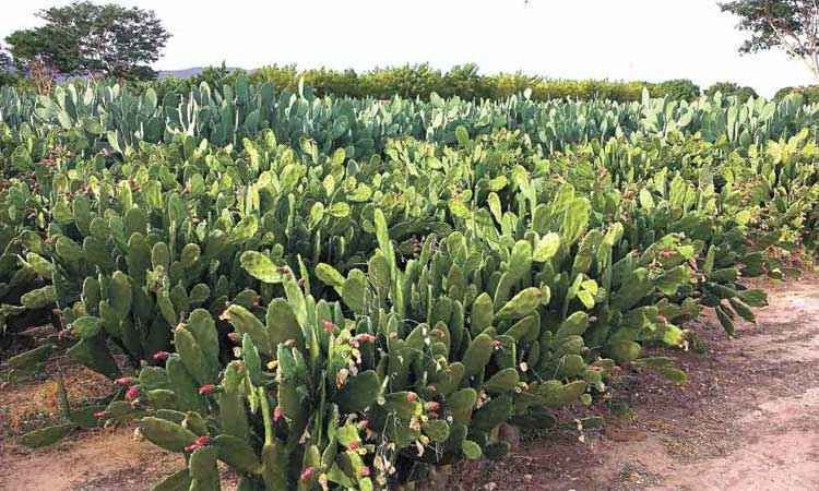 Pesquisadores buscam planta para alimentar gado do semiárido mineiro - André Mendes Caxito/Divulgação  8/10/14