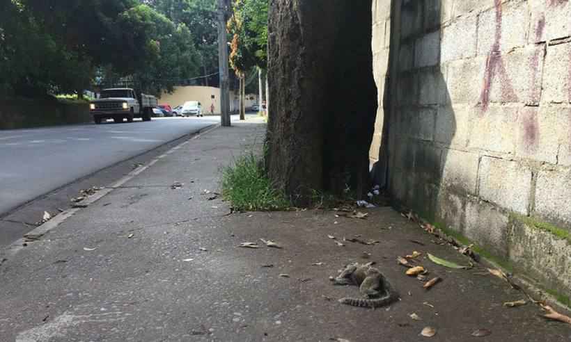 Macaco é encontrado morto no Sion e PBH faz dedetização no bairro - Meu Bairro Buritis/Reprodução