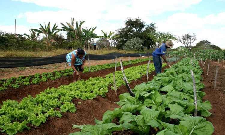 Governo de Minas lança edital para inserir agricultura familiar na merenda escolar  - Votorantim Metais/Divulgação 