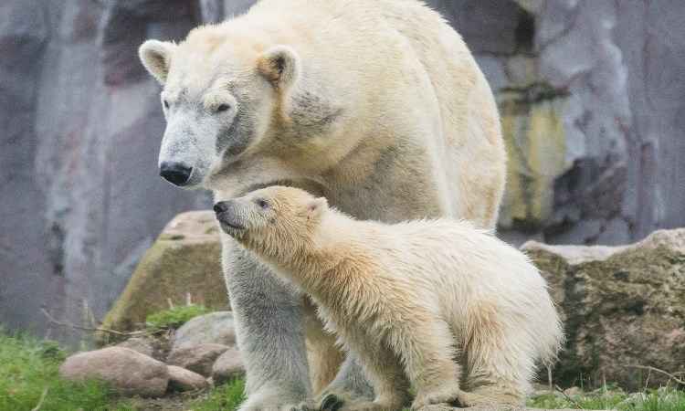 Ursinho polar nascido em zoo da Alemanha faz primeira aparição pública - Rolf Vennenbernd / dpa / AFP