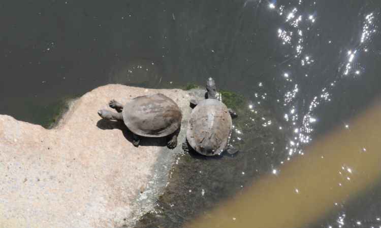 Tartarugas são flagradas em pedra às margens do Ribeirão Arrudas - Beto Novaes/EM/D.A Press