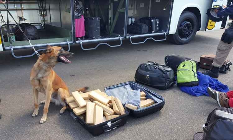Homem é preso com 35 quilos de maconha dentro de ônibus na BR-381 - PRF/Divulgação