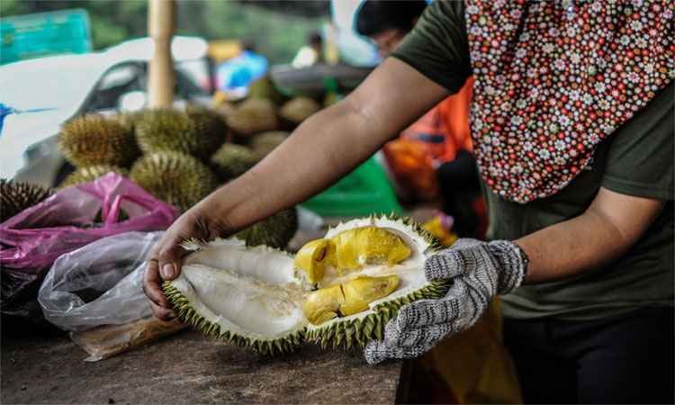 Cheiro de fruta podre provoca evacuação de campus - MOHD RASFAN/AFP