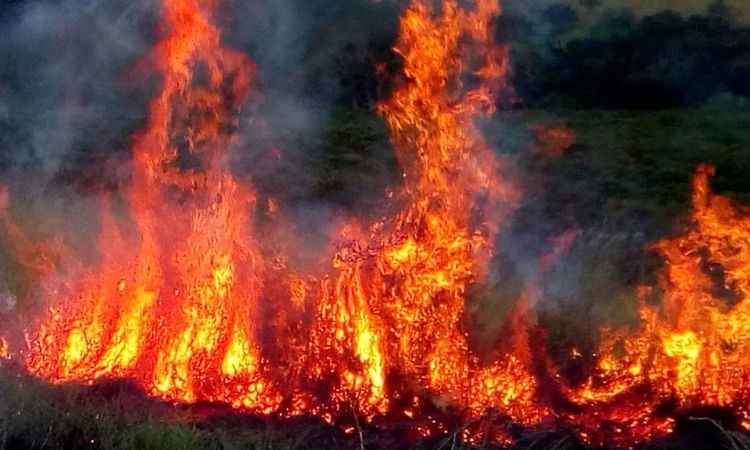 Incêndio ameaça plantações de café em fazendas no Triângulo Mineiro - Corpo de Bombeiros/Divulgação
