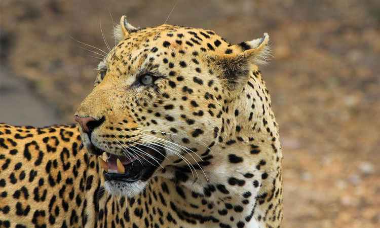 Leopardo devora criança em parque natural de Uganda, na África  -  Pixabay