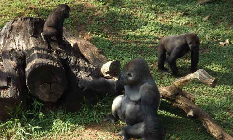 Gorila Ayo completa um ano e faz a festa da criançada no zoológico de BH - Suziane Fonseca/PBH/Divulgação 