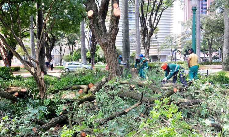 Prefeitura de BH executou 1.940 podas e 454 cortes de árvores em 19 dias - Gladyston Rodrigues/EM/DA Press