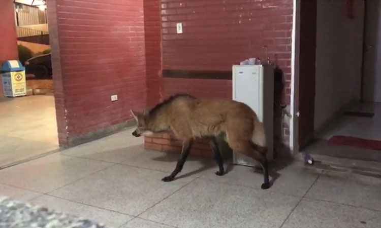 Lobo-guará é encontrado dentro de hospital no Sul de Minas - Reprodução da internet