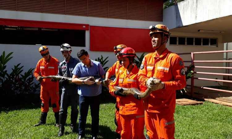 Bombeiros capturam sucuri de 4 metros em empresa de Uberaba  - Corpo de Bombeiros/Divulgação