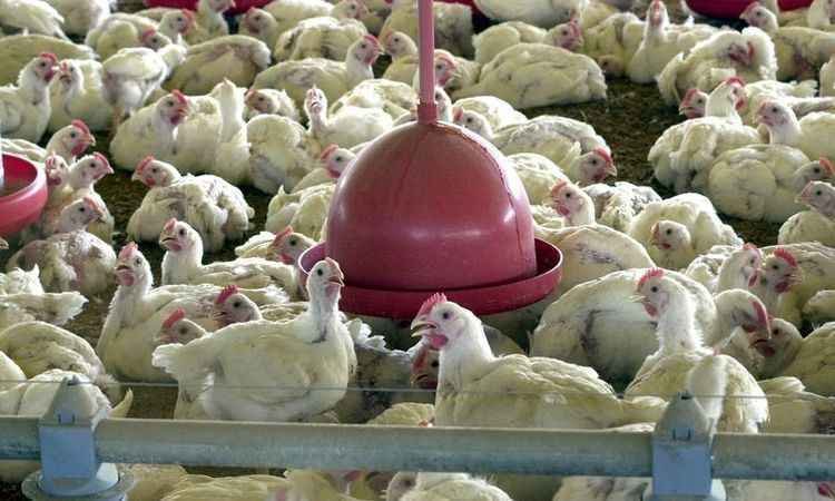 União Europeia proíbe importação da carne de frango de 20 frigoríficos brasileiros - Arquivo/Agência Brasil