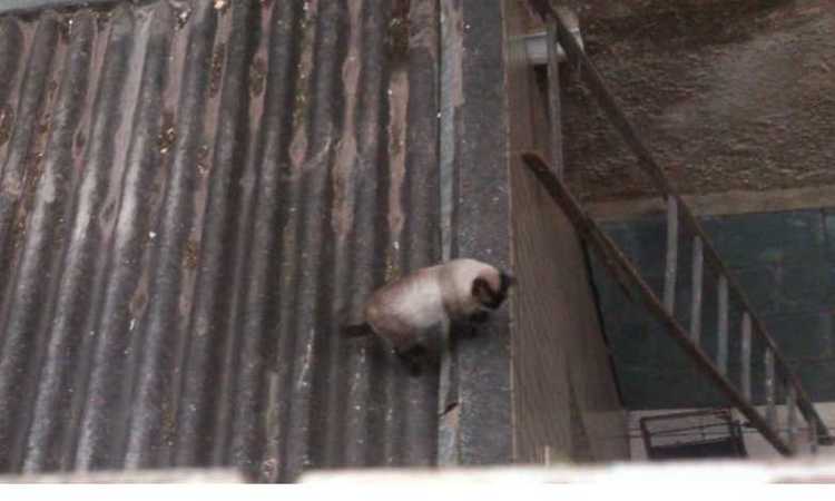 Dono de imóvel proíbe resgate de gato em seu telhado e cria polêmica com vizinhos - Whatsapp/Divulgação